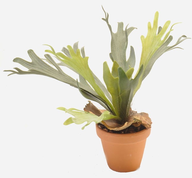 Geweihfarn Platycerium in einem Terrakotta-Topf.