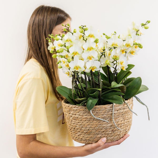 Weiße Phalaenopsis Orchidee in einem runden geflochtenen Korb, gehalten von einer Person.