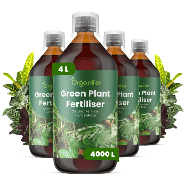 Organifer Bio-Flüssigdünger für Grünpflanzen, Konzentrat, 4 Liter Set für bis zu 4000 Liter Gießwasser, vier Flaschen.