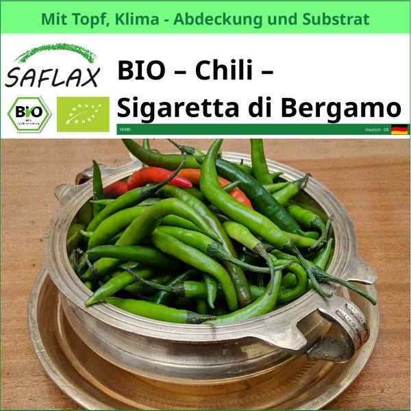 Bio Chili Sigaretta di Bergamo im Topf mit Klimaabdeckung und Substrat