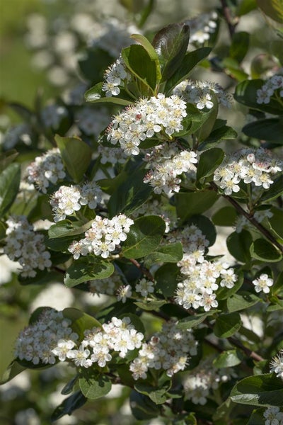 Aronia prunifolia 'Viking', Apfelbeere, schwarz, 40–60 cm