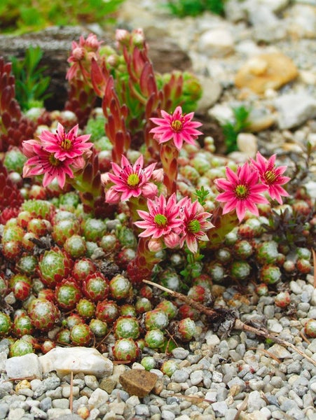 Nahaufnahme einer blühenden Dachwurz Pflanze im Garten.