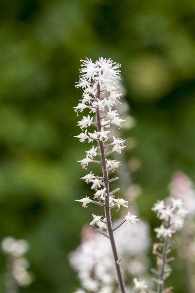Tiarella laciniata 'Spring Symphony', Schaumblüte, ca. 11x11 cm Topf