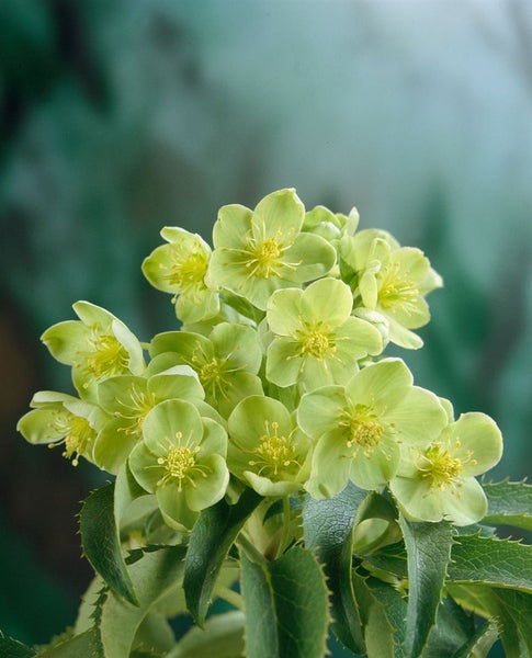 Nahaufnahme einer Gruppe von Lenzrosenblüten