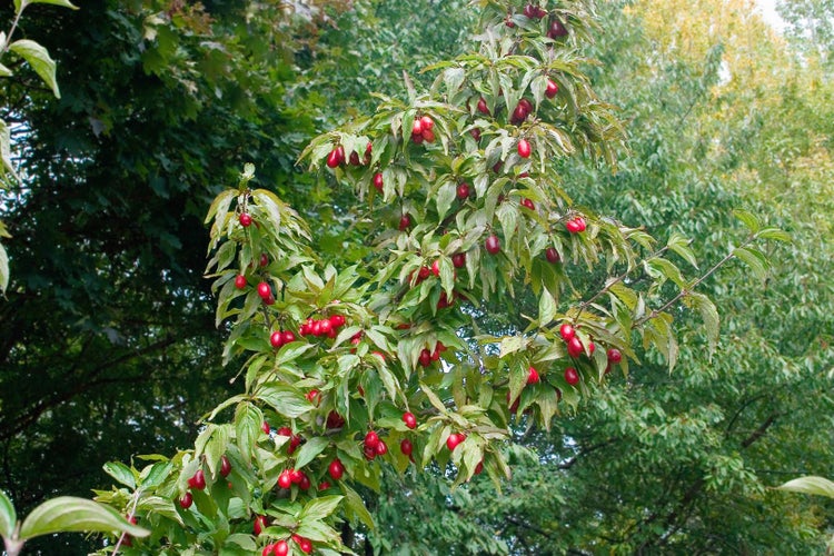 Blühender Kornelkirschbaum mit roten Früchten und grünen Blättern