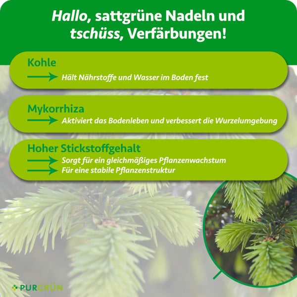 Infografik für Dünger zeigt Vorteile von Kohle, Mykorrhiza und Stickstoff für gesunde grüne Nadeln ohne Verfärbungen. PURGRÜN Logo.
