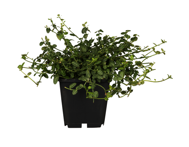 Euonymus fortunei 'Minimus', Kriechspindel, immergrün, ca. 9x9 cm Topf
