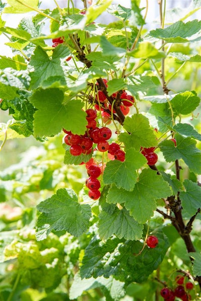 Rote Johannisbeeren an einem Strauch mit grünen Blättern im Garten