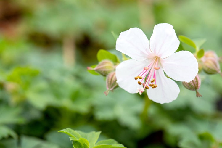 Geranium cantabrigiense 'Biokovo', Storchschnabel, weiß-rosa, ca. 12 cm Topf