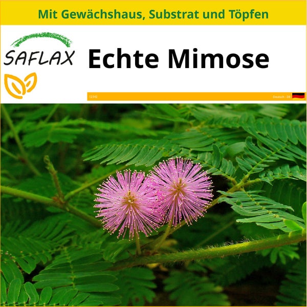 SAFLAX Anzucht Set - Echte Mimose - Mimosa pudica - 70 Samen - Mit Mini-Gewächshaus, Anzuchtsubstrat und 2 Töpfen