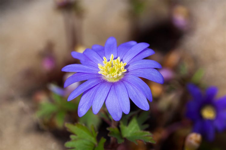 Anemone blanda 'Blue Shades', Balkan-Windröschen, blau, ca. 9x9 cm Topf