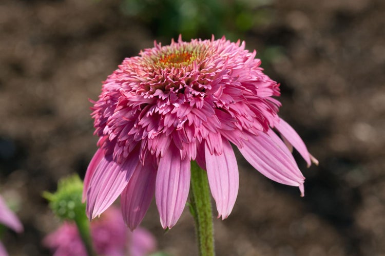 Nahaufnahme einer einzelnen rosafarbenen Echinacea Blüte