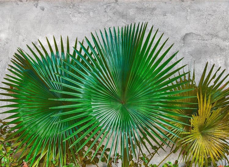Fototapete mit grünen Fächerpalmblättern vor einer grauen Wand in Betonoptik.