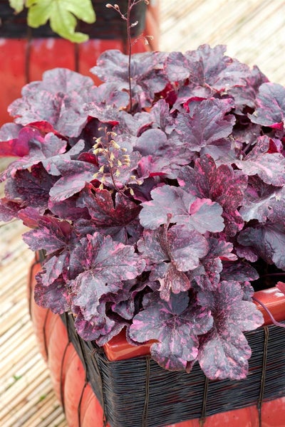 Heuchera micrantha 'Midnight Rose', Purpurglöckchen, rosa, 2 Liter Topf