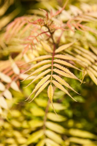 Sorbaria sorbifolia, Fiederspiere, 150–175 cm, weiß blühend