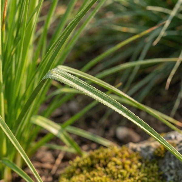 Nahaufnahme einer Segge Carex mit grün-weiß gestreiften Blättern.