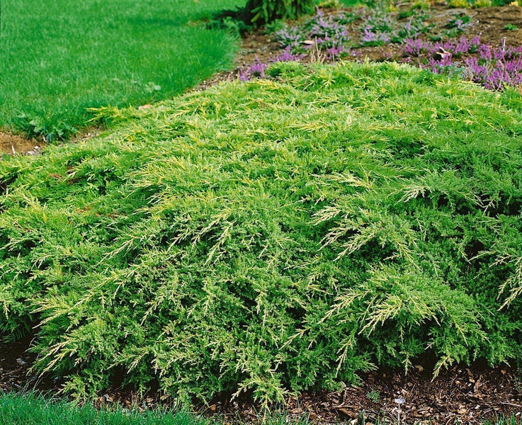 Teppichwacholder im Garten, bodendeckendes Nadelgehölz neben einer Rasenfläche.