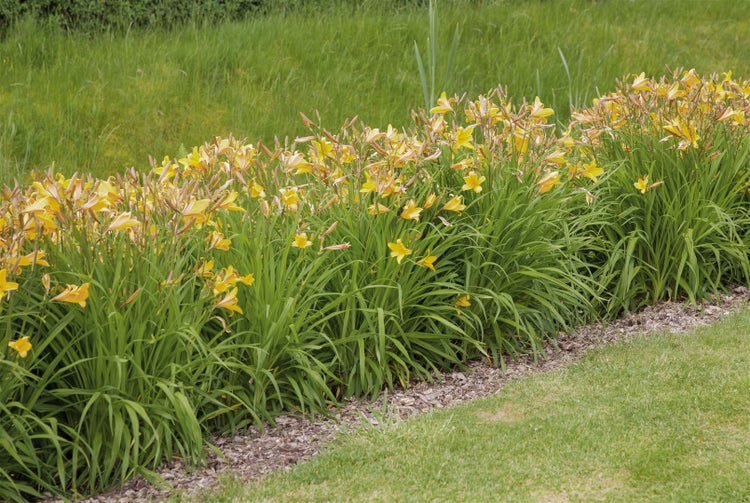 Hemerocallis x cult.'Maikönigin', Taglilie, orange, ca. 11x11 cm Topf