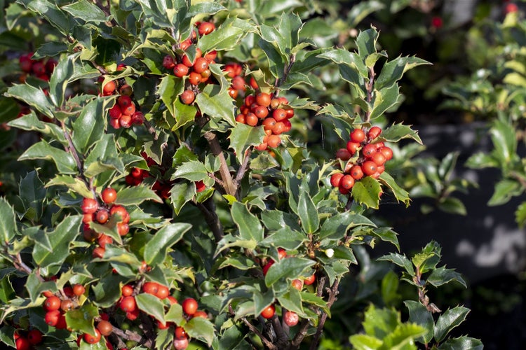 Ilex meserveae 'Heckenstar', Stechpalme, immergrün, 30–40 cm