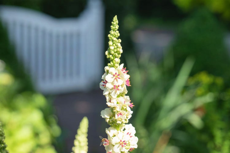 Verbascum nigrum 'Album', Königskerze, weiß, ca. 9x9 cm Topf