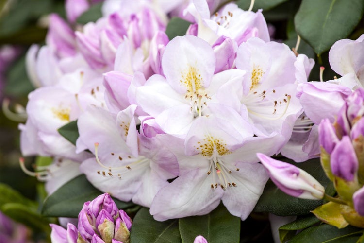 Nahaufnahme von Rhododendronblüten