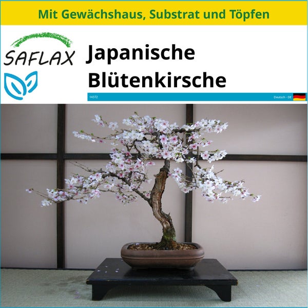 SAFLAX Anzucht Set - Japanische Blütenkirsche - Prunus serulata - 30 Samen - Mit Mini-Gewächshaus, Anzuchtsubstrat und 2 Töpfen