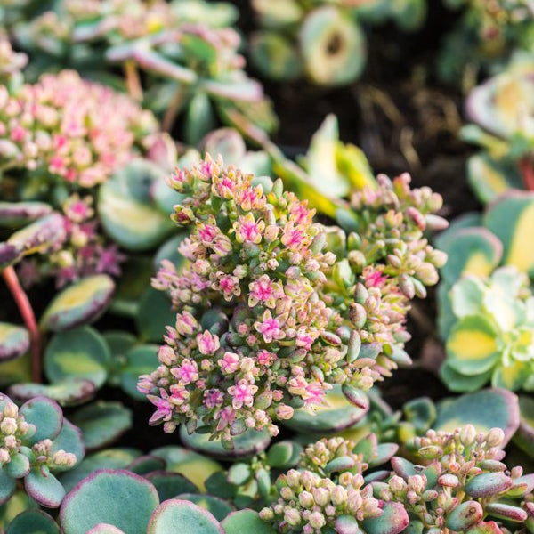 Fetthenne mit rosa Blüten und sukkulenten Blättern