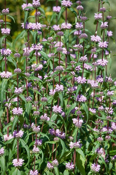 Phlomis tuberosa, Ziest, rosa Blüten, ca. 9x9 cm Topf