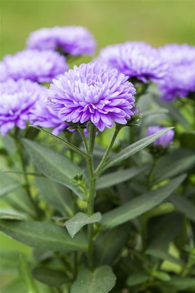 Aster novi-belgii 'Schöne von Dietlikon', Herbstaster, ca. 9x9 cm Topf