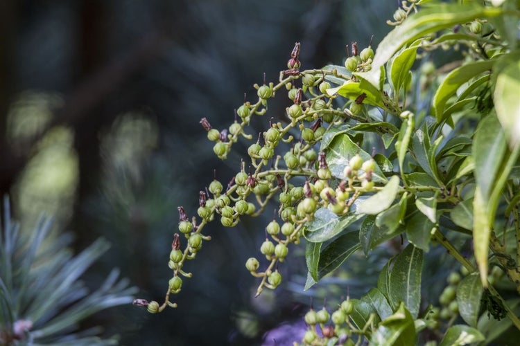 Zweig mit grünen Beeren und Blättern