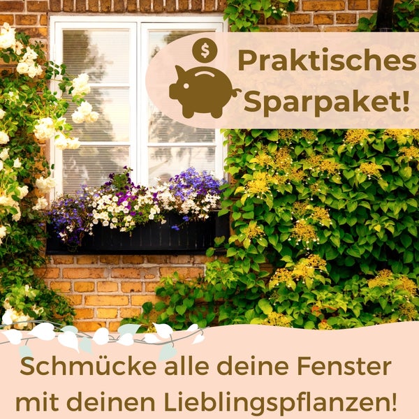 Dekorative Fensterbepflanzung mit Kletterpflanzen und einem praktischen Sparpaket