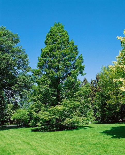 Metasequoia glyptostroboides, Urweltmammutbaum, 60–100 cm
