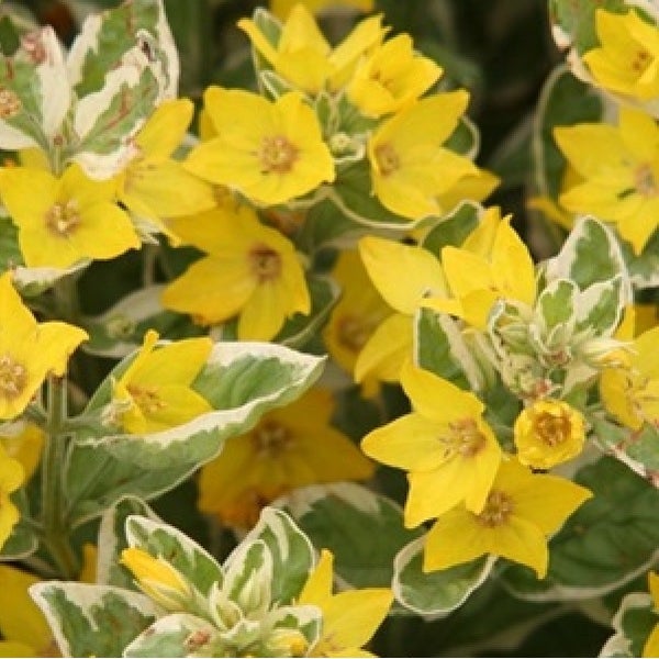 Gelbe Gilbweiderich-Blüten mit Blättern