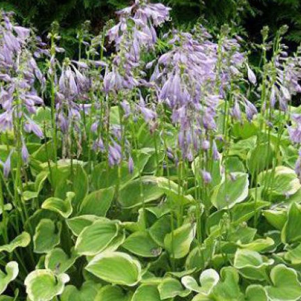 Funkie mit Blüten im Gartenbeet