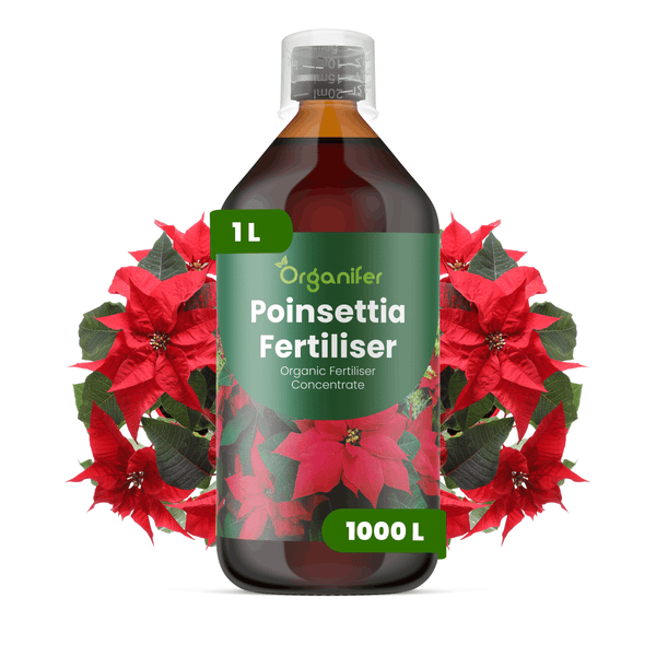 Organifer Weihnachtsstern-Dünger, organisches Düngerkonzentrat, 1 Liter Flasche mit Messkappe für Weihnachtssterne.
