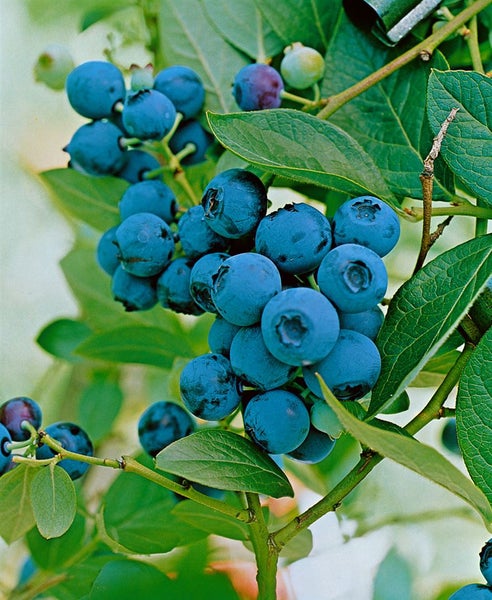 Eine Ansammlung reifer Heidelbeeren an einem Strauch mit grünen Blättern.