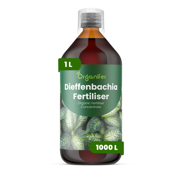 Dieffenbachie Zimmerpflanze mit gemusterten Blättern in einem schwarzen Topf. Organifer Logo.