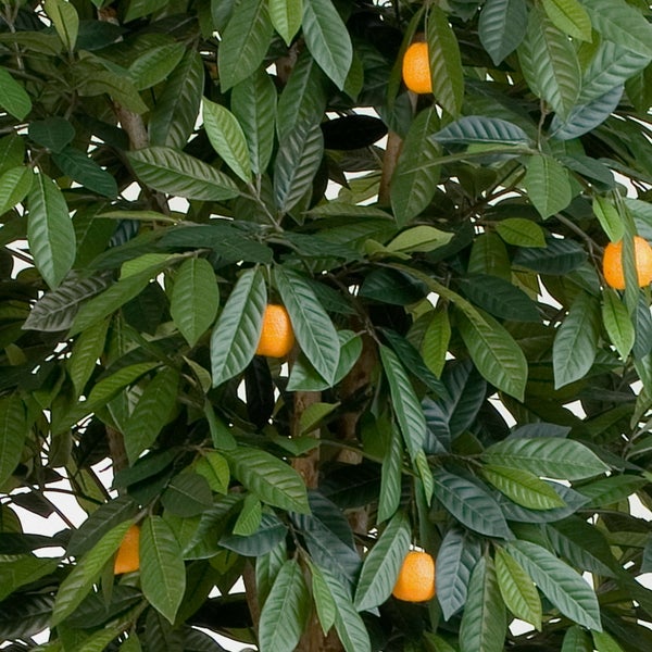 Künstlicher Orangenbaum mit Früchten und grünen Blättern