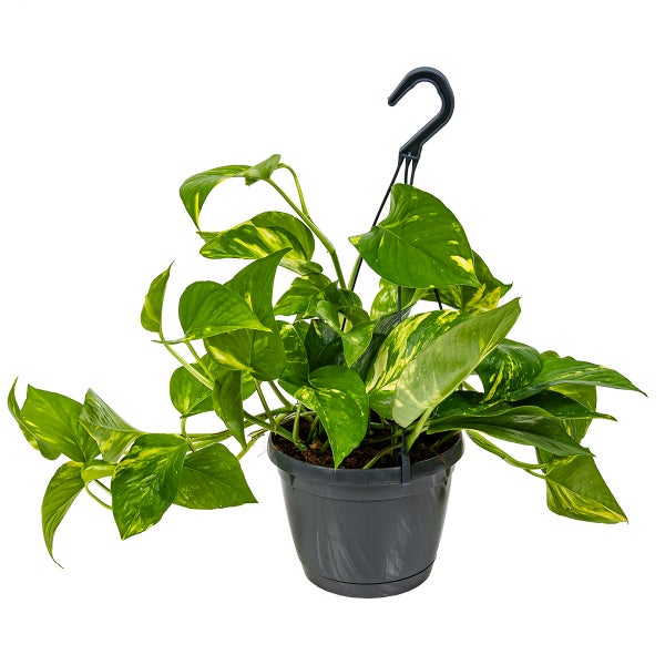 Scindapsus 'Aureum' jeder in hängendem Topf | Epipremnum - Zimmerpflanze cm17 cm - ↕25 cm