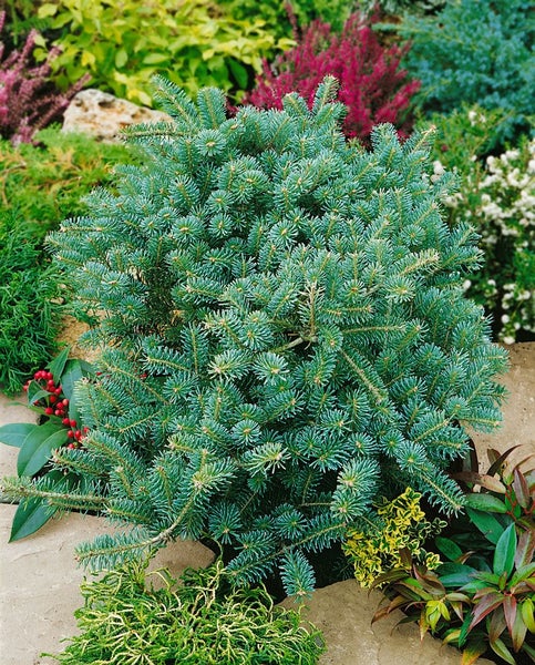 Abies koreana 'Tanja', Koreatanne, 25–30 cm
