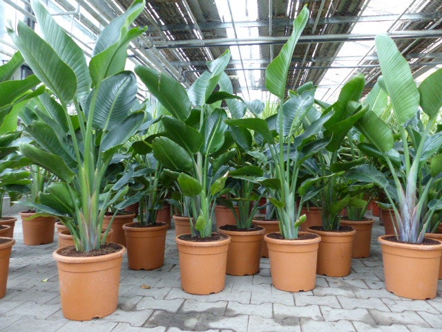 Mehrere Strelitzien in terracottafarbenen Kunststofftöpfen in einem hellen Gewächshaus auf Steinboden.