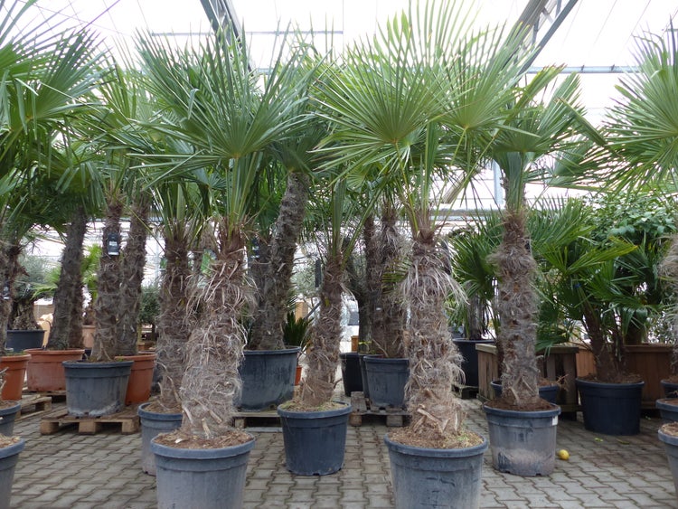 XXXXL 210 - 230 cm Trachycarpus fortunei Hanfpalme, winterharte Palme bis -18°C