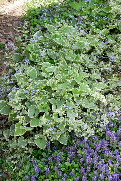 Brunnera macrophylla 'Hadspen Cream', Kaukasusvergissmeinnicht, ca. 11x11 cm Topf