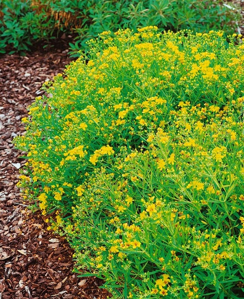 Hypericum kalmianum 'Gemo', Johanniskraut, gelb, 30–40 cm