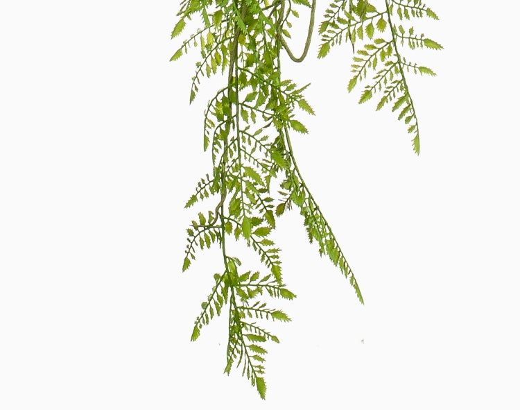 Sansevieria cylindrica mit langen, zylindrischen grünen Blättern in einem schwarzen Kunststofftopf.