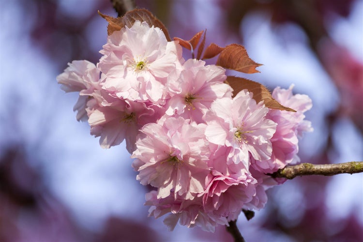 Nahaufnahme einer blühenden Kirschblüte an einem Baumzweig.