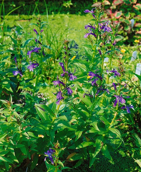 Lobelia sessilifolia, ca. 9x9 cm Topf, blau blühend