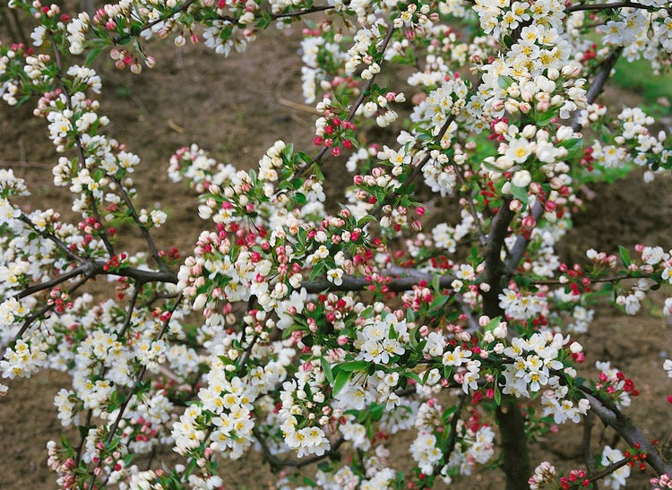 Malus 'Tina', Zierapfel, kompakt, 40–60 cm