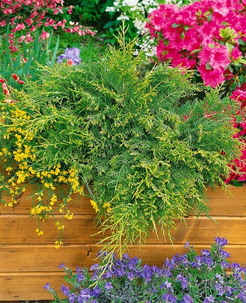 Wacholderpflanze in einem Holzkasten mit bunten Blumen im Hintergrund