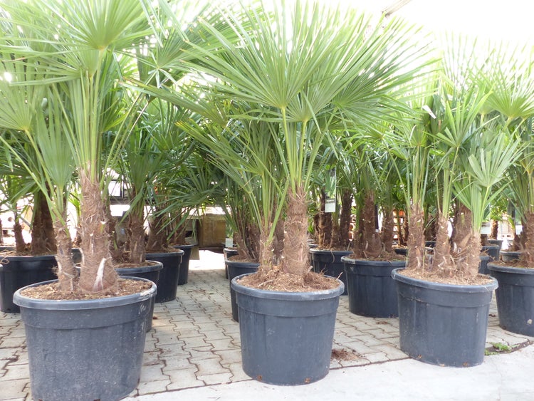 Trachycarpus Fortunei Gruppe mehrstämmig Palme, winterhart 180 - 200 cm Palmengruppe